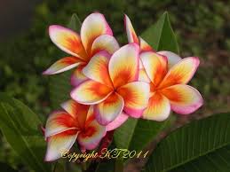 Pin On Our Plumerias