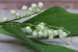 Pour les articles homonymes, voir montigny. Une Fete Du Travail Peu Festive Pour Le Muguet Terres Et Territoires