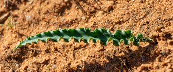 Image result for Dipcadi platyphyllum