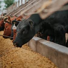 China suspende importações de três frigoríficos brasileiros; Minerva (BEEF3) e MBRF (MBRF3) lideram perdas do Ibovespa