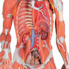 From wikimedia commons, the free media repository. 3 4 Life Size Female Human Muscle Model Without Internal Organs On Metal Stand 23 Part 3b Smart Anatomy 1013882 3b Scientific B51 Muscle Models Muscle Figures Musculature Models