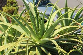 • nicht in einem kleinen top auf der fensterscheibe. Aloe Vera Pflanze Pflege Anleitung Gartendialog De