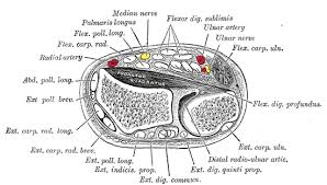 Check spelling or type a new query. Flexor Digitorum Superficialis Muscle Wikipedia