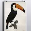 Macaw parrot watercolor painting, tropical art print red. 1