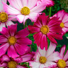 Cosmos In 2020 Flower Seeds Cosmos Garden Inspiration