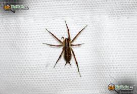 North American Spiders
