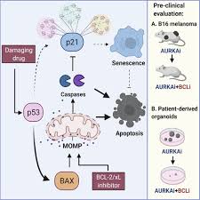 Image result for BCL2 Inhibitor