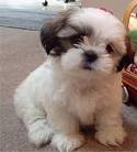 PuppyFind | Malti Tzu Puppies for Sale
