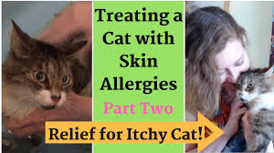 From bathing your cat to working with an allergist, here are tips on diminishing cat allergy reactions. Relief For Itchy Cat Treating Skin Allergies Home Remedies Youtube
