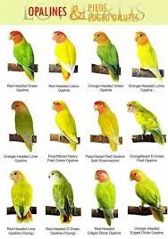 Lovebirds Lovebirds African Lovebirds Pet Birds Love