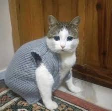 Bir Yumak Mutluluk On Instagram Mutlu Yillar Sanaaaa Cats Memes Funny