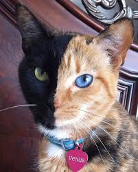 Epingle Par Afet Gol Sur Maskeli Kediler En 2020 Chats Adorables Chats Et Chatons Chat Mignon