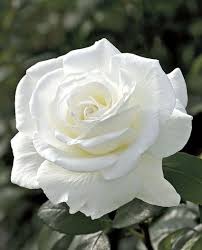 White Rose Wallpapers posted by Ryan Anderson