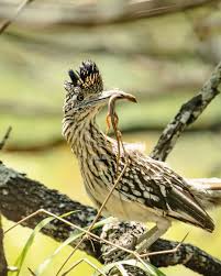 Image result for Gymnosporia buchananii