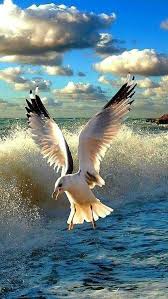 Https Www Facebook Com Pg Dougmark Productions 1845310815736740 About Sea Birds Beautiful Birds Coastal Birds