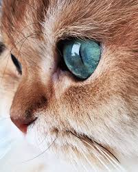 emerald cute kittens hayvan bebekler guzel kediler