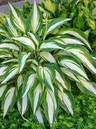 Plants similar to hostas that like sun. Hosta Cool As A Cucumber Bluestone Perennials