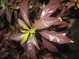 Image result for Heteropyxis natalensis