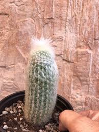 His ambition is to go to (8) _. Old Man Cactus Gardening Plants On Carousell