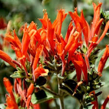 Image result for Dicliptera pumila