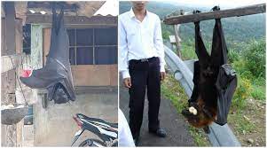 What is the biggest bat in the philippines? Viral Pics Of Large Bats Being Called Human Sized From Philippines Are Scaring People Know More About Giant Golden Crowned Flying Fox Latestly