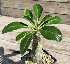 Image result for Pachypodium saundersii