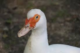They have a black belly with a chestnut nape, lower neck, chest, and back. Duck White Duck Bird Poultry Duck Bird Animal Ducks Orange Face Close Up Macro Head Pikist