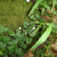 Image result for Rubus repens