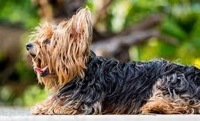 Spray the mixture and comb simultaneously. How To Demat A Dog Getting Rid Of Dog Mats Fur Tangles