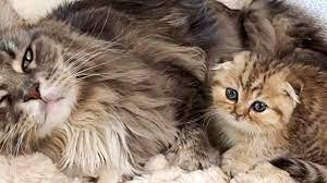 Maine coon kittens 6 products ; Munchkin Kitten With His Maine Coon Big Brother Fresh Positivity