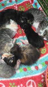Newborn Kitten Is Breathing Hard Thecatsite