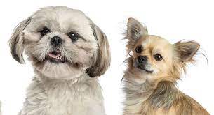 German shepherd / shih tzu mix. Shih Tzu Chihuahua Mix Is This A Good Family Dog