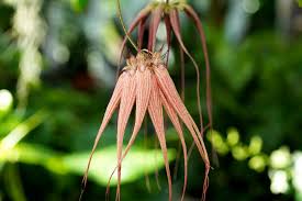 Image result for Bulbophyllum sp. nov
