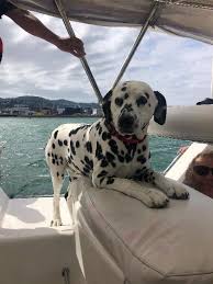 Bookme offers the best deals & discounts on all major activities, attractions, tours & things to do in wellington, nz Megisti Sailing Charters 70 Minute Harbour Cruise Great