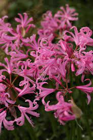 Nerine Bowdenii Praecox Variegated Plants Beautiful Pink Flowers Planting Flowers