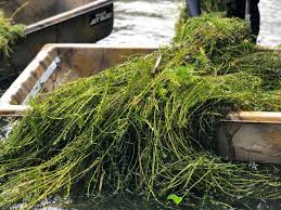 From casket choices to funeral flowers,. Researchers Are Protecting Native Texas Plants