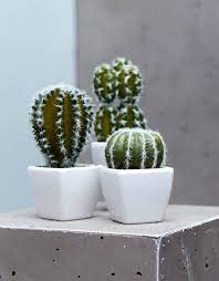Pero no solo tienen beneficios visuales, los cactus son unas plantas que te pueden ayudar en muchas ocasiones. Deco Los Beneficios De Tener Cactus En Casa I Love It