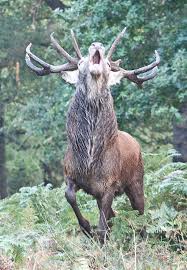 Angry Stag By Dawn Oconnor Red Stag Hunting Hunting Pictures Hunting Dogs