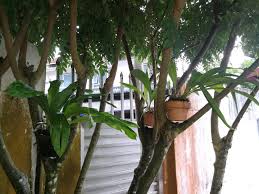 Image result for Landolphia glabra