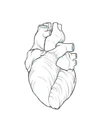 Kids and beginners alike can now draw a great looking real heart. Real Heart Simple Human Heart Drawing Clipart Wikiclipart