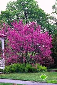 Avondale Redbud Judaszowiec Chinski Odm Avondale Cercis Chinensis Var Avondale Moderate To 11 T W P Redbud Tree Small Trees Backyard Trees