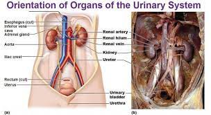The Anatomy Of The Clinical Anatomy Operative Surgery Facebook