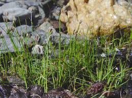 Image result for Eleocharis setifolia