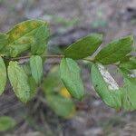 Image result for Cremaspora