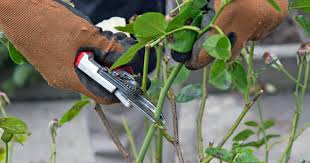 Ganz klar, die verwelkten blüten der rosen muss man entfernen bzw. Rosen Im Herbst Schneiden Sinnvoll Oder Nicht Mein Schoner Garten