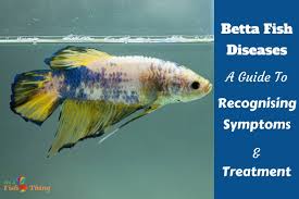Betta Fish Diseases Symptoms And Treatment Guide
