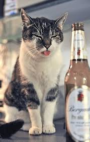 Between them and their vets, i have learned a great deal about if you've ever wondered what your cat might be trying to communicate to you with their behaviors. Why Do Cats Stick Out Their Tongues All You Need To Know About Your Cats Tongue Tuxedo Cat