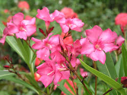 In unseren breitengraden wird es hallo, ich habe einen oleander im garten eingepflanzt. Oleander Uberwintern Zeitpunkt Ort Und Ablauf Obi