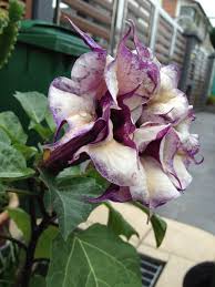 We did not find results for: Ask The Flower Expert Can You Help Me To Identify This Flower