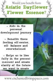 Asiatic Dayflower Living In The Present Seeing Our Darker Side Finding Balance Flower Essence Flower Essences Flower Essences Remedies Essence
